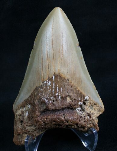 Bargain Megalodon Tooth - North Carolina #7902